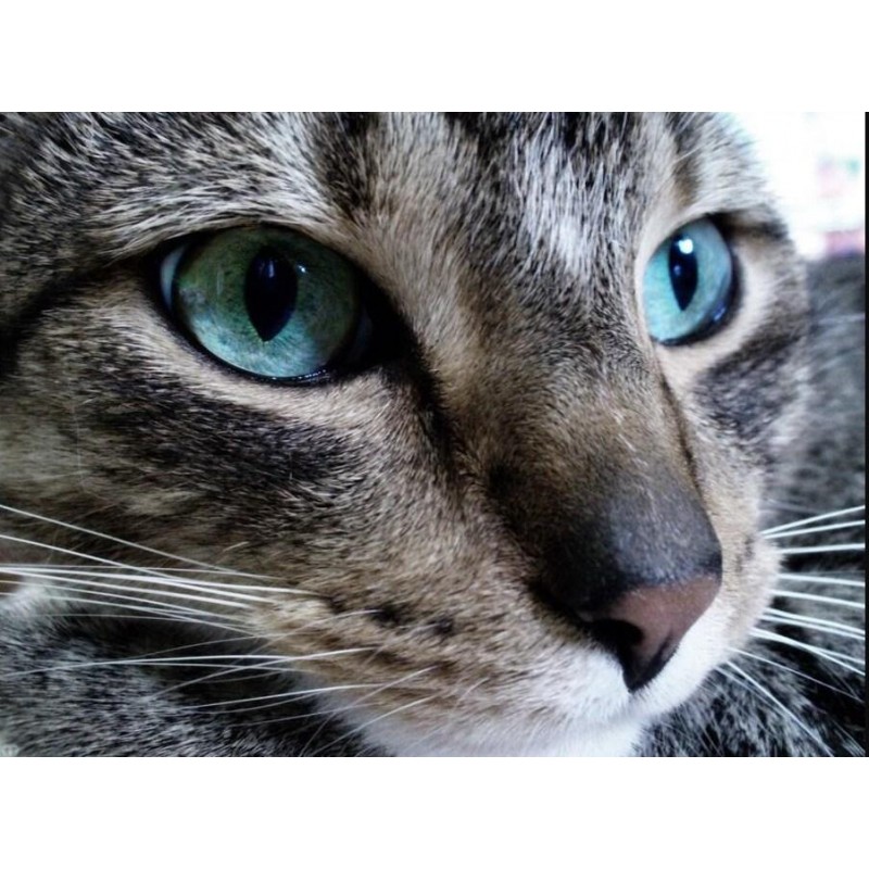 Grey Cat with Blue e...