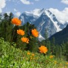 High Mountains & Yellow Flowers
