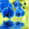 Beautiful Blue Orchids Diamond Painting