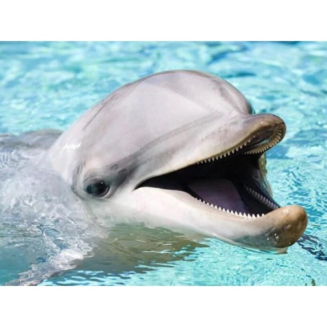 Happy Dolphin - Diamond Painting Kit