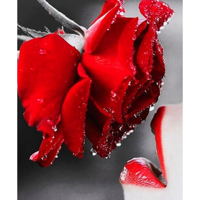 Kissing a Rose - Pai...