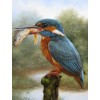 Kingfisher Eating Fish - Paint by Diamonds