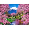 Japanese Cherry Blossoms Spring