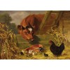 Cow & Chickens at the Farm