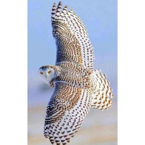 Beautiful Flying Snow Owl