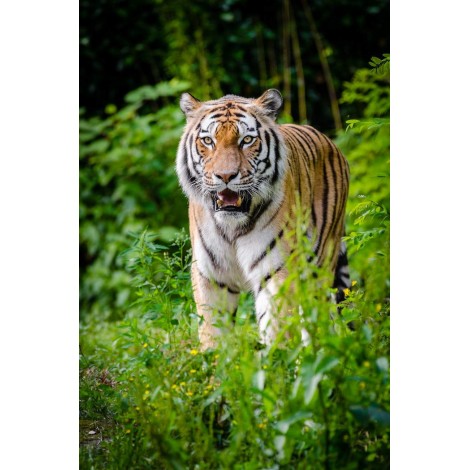 Glamorous Tiger - Paint by Diamonds