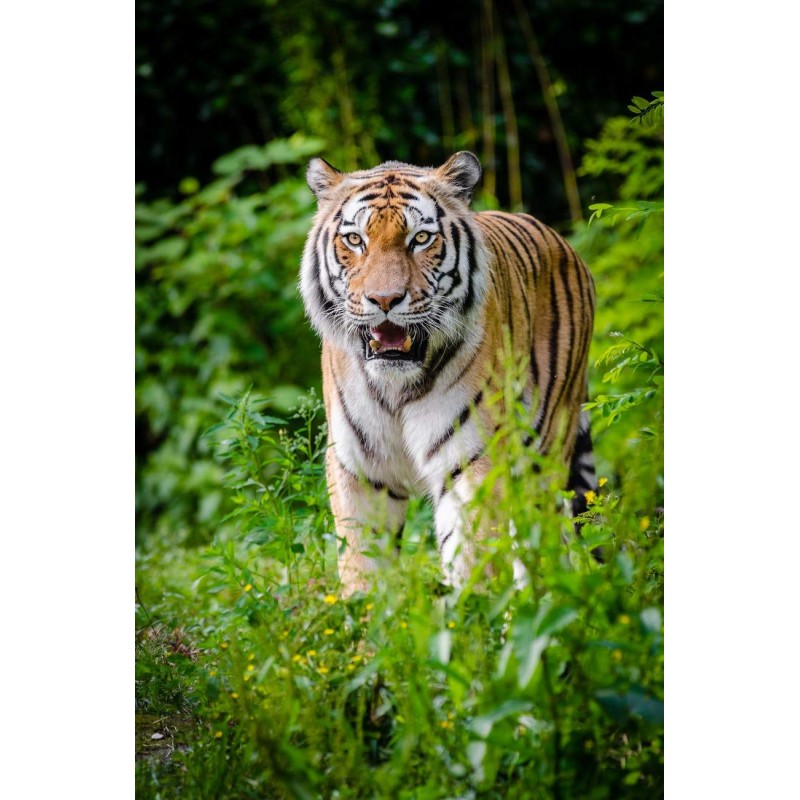 Glamorous Tiger - Pa...