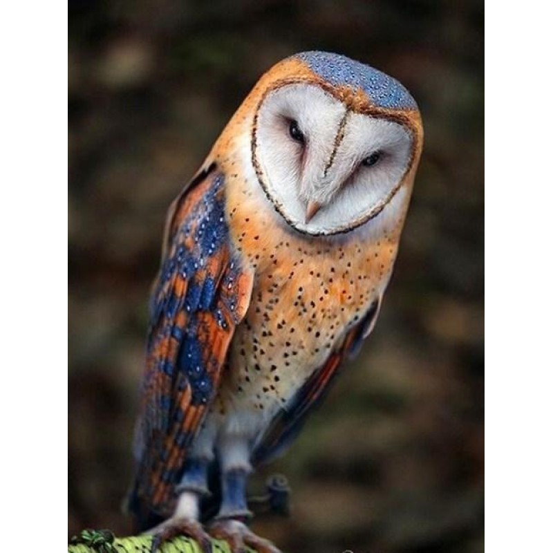 Barn Owl - Paint with Dia...