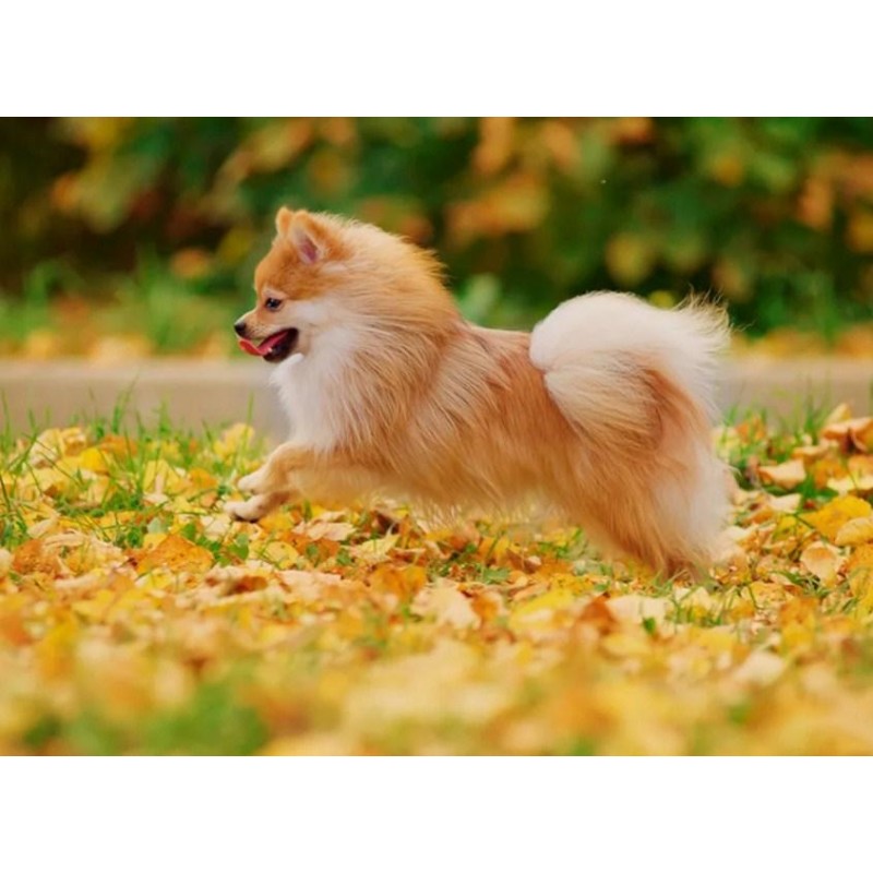 Happy Pomeranian - P...
