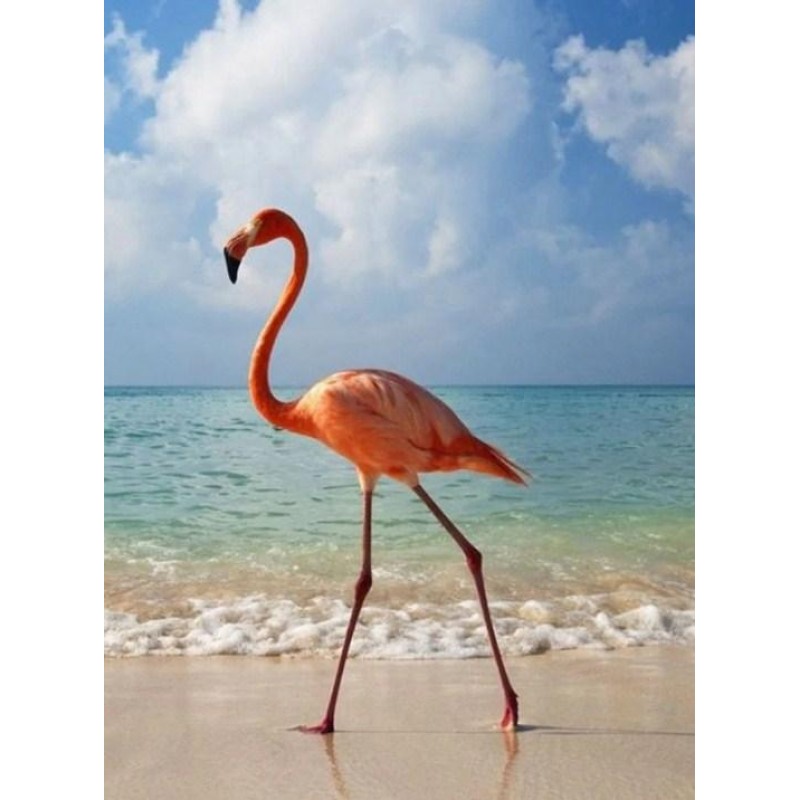 Flamingo on the Beac...