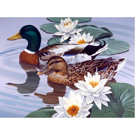 Ducks Pair & White Lotus