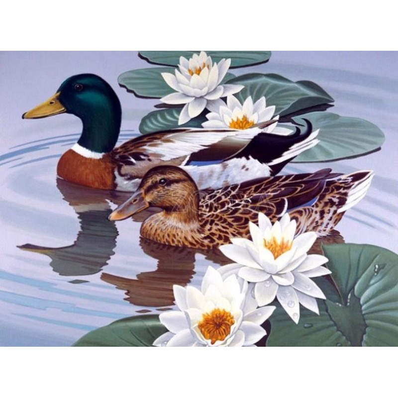 Ducks Pair & Whi...