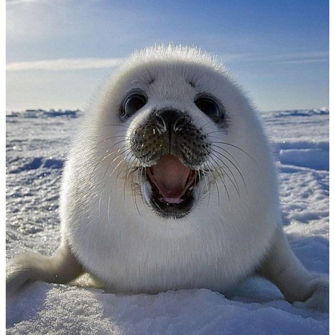 Happy White Seal Fish