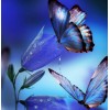 Butterflies Drinking Flower Nectar