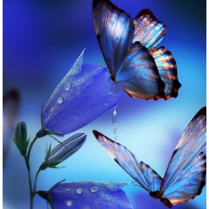 Butterflies Drinking...