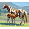 Horse with Foal Diamond Painting Kit