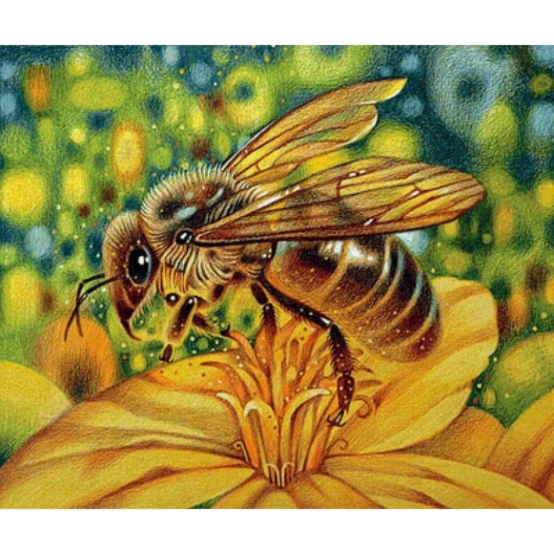 Honey Bee Close up -...