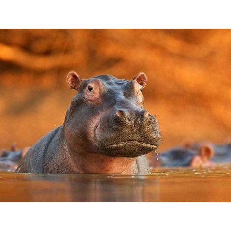 Hippo in Water DIY Painting