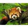 Happy Raccoon - Paint by Diamonds