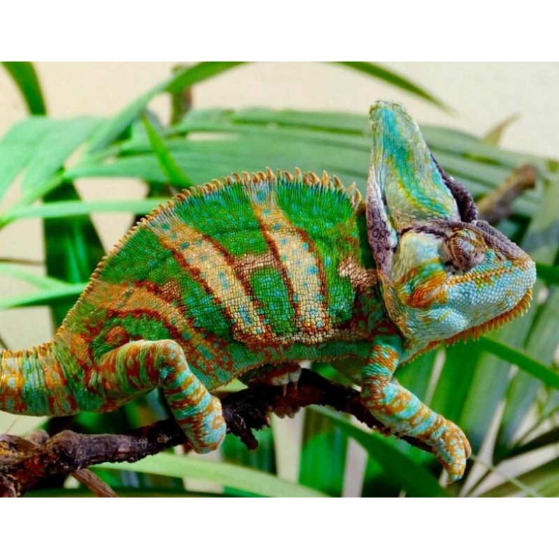 Beautiful Chameleon - Pai...