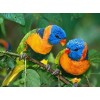 Beautiful Pair of Parrots Diamond Painting