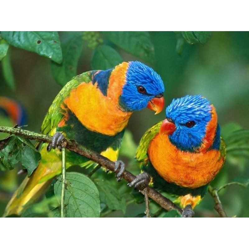 Beautiful Pair of Parrots...