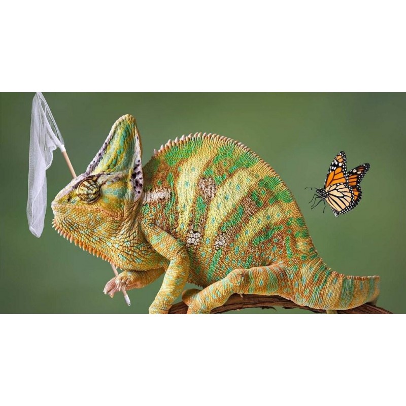 Chameleon & Butt...