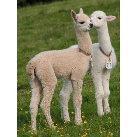 Cute Baby Llamas - Paint by Diamonds