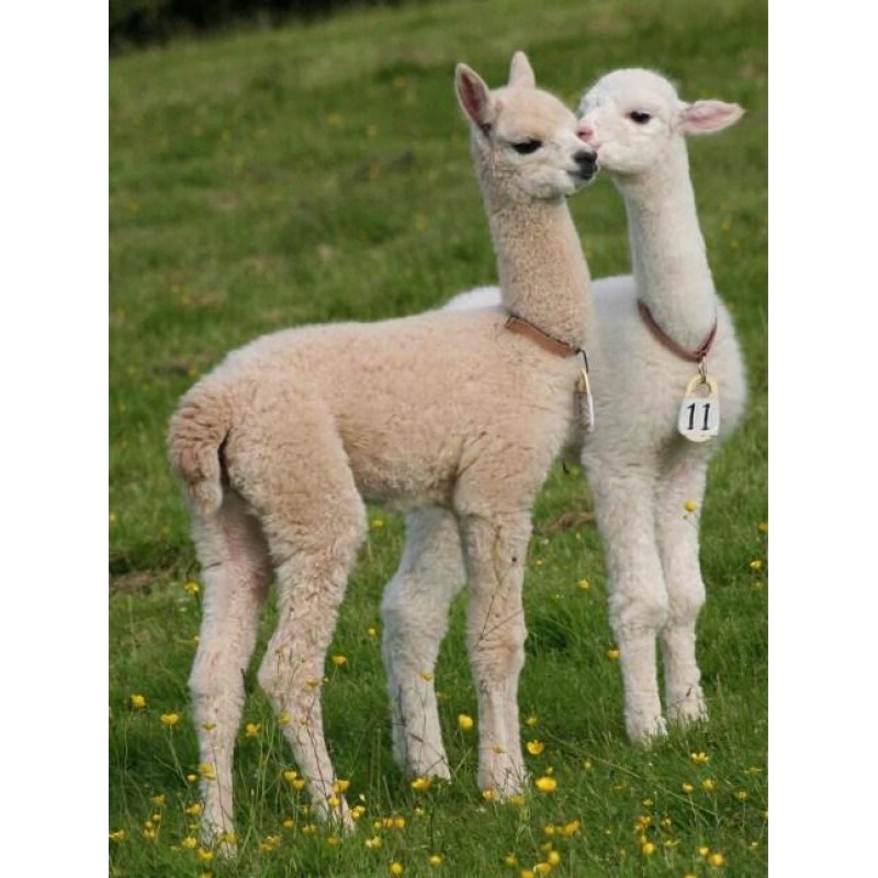 Cute Baby Llamas - P...