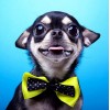 Cutest Chihuahua with a Bow Tie