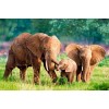 Happy Elephants - Paint with Diamonds