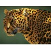 Guyana Jaguar - Paint with Diamonds