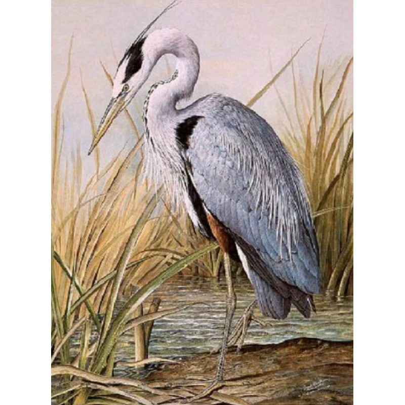 Great Blue Heron Dia...