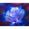 Gorgeous Rose with Blue Tips