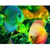 GloFish - Paint by Diamonds