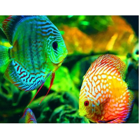 GloFish - Paint by Diamonds