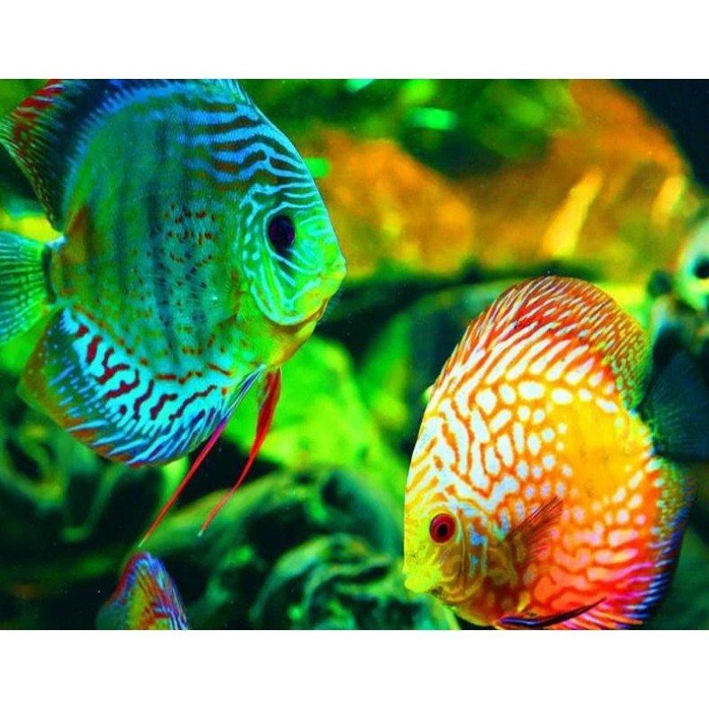 GloFish - Paint by D...