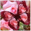 Glittering transparent Butterfly