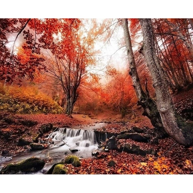 Autumn Forest Landscape P...