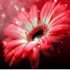 Gerber Flower - Paint with Diamonds