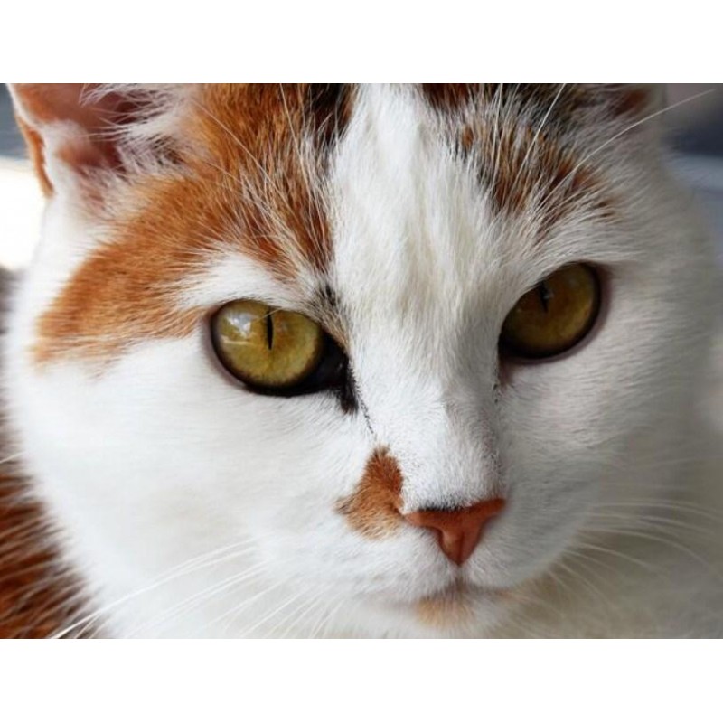 Gazing Cat Diamond P...