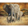 Elephant Family in the Forest