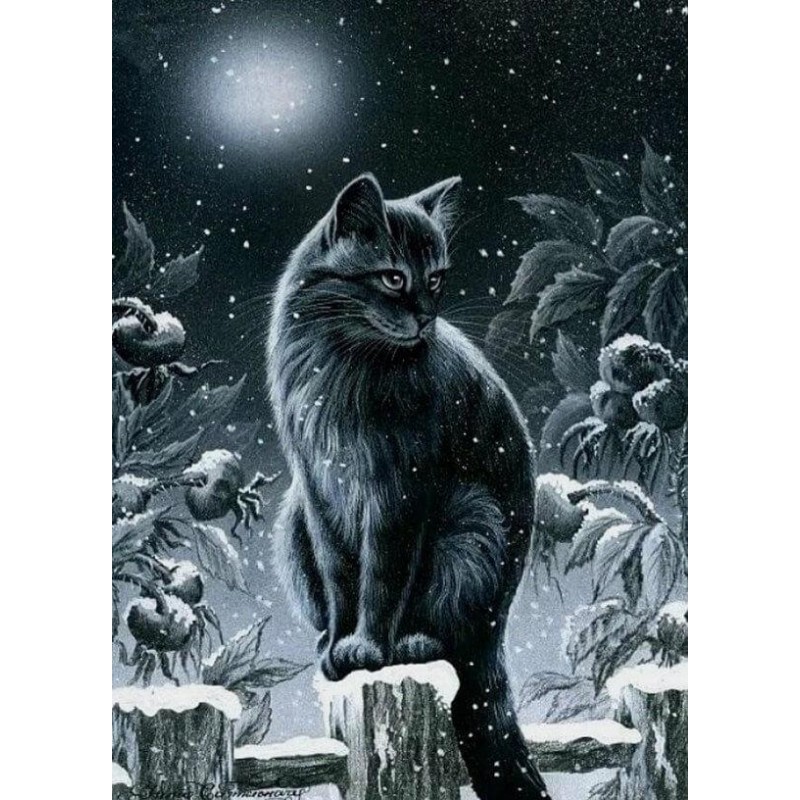 Black Cat in the Nig...