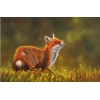 Fox Collection DIY Diamond Paintings