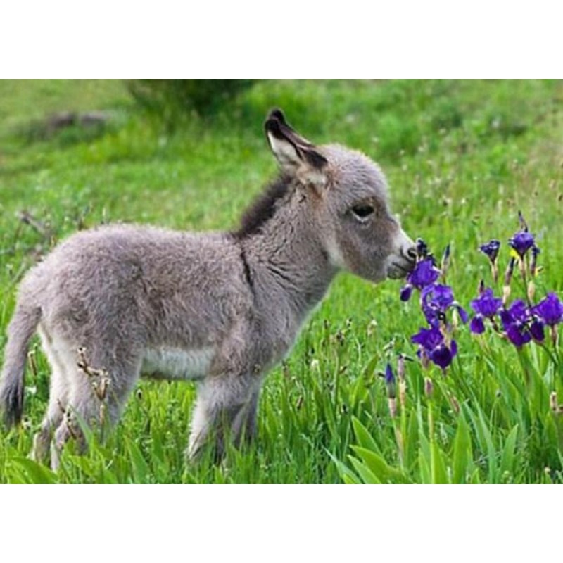 Cute Baby Donkey