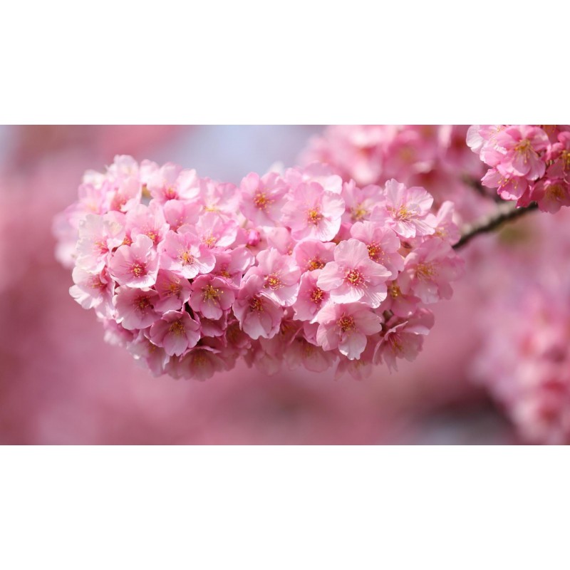 Cherry Blossoms - Di...