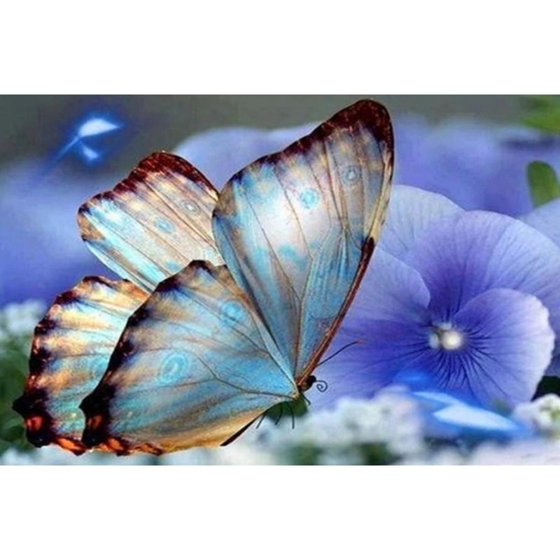 Blue Orchids & B...