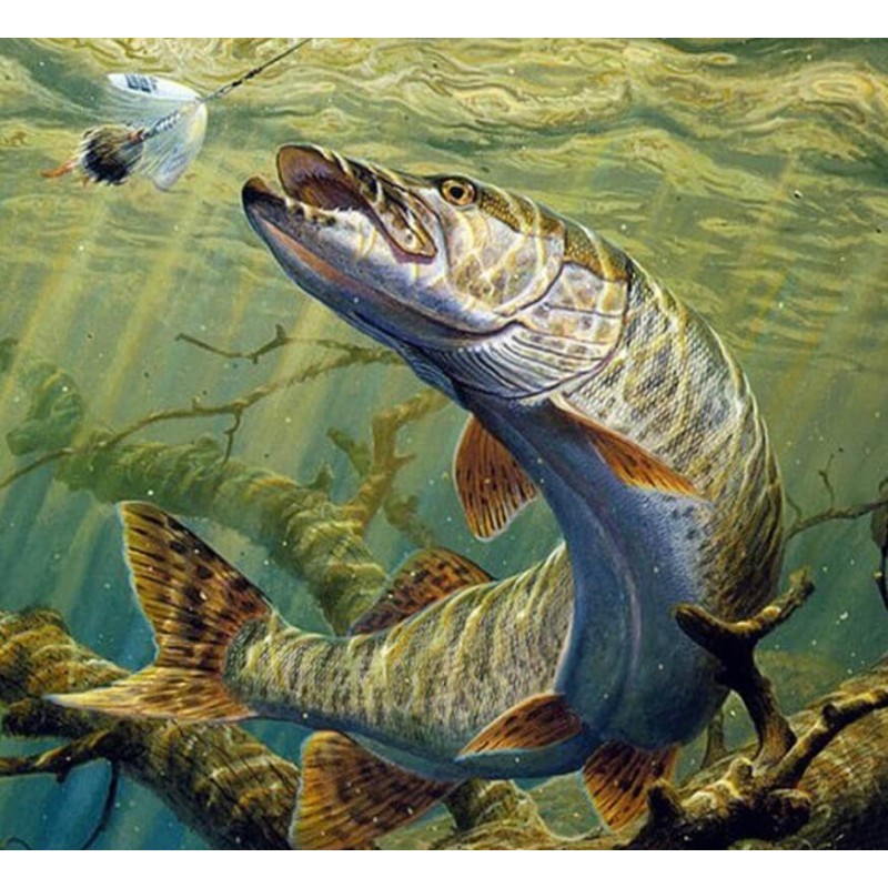 Fish Aquarium - Pain...