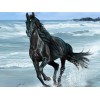 Black Horse Running in Water