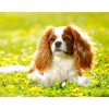 Cavalier King Charles Spaniel Puppy